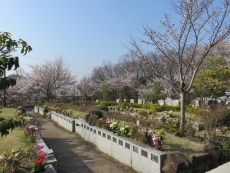 <span class="smallfont">詩桜里（募集期間2013年4月～）</span>